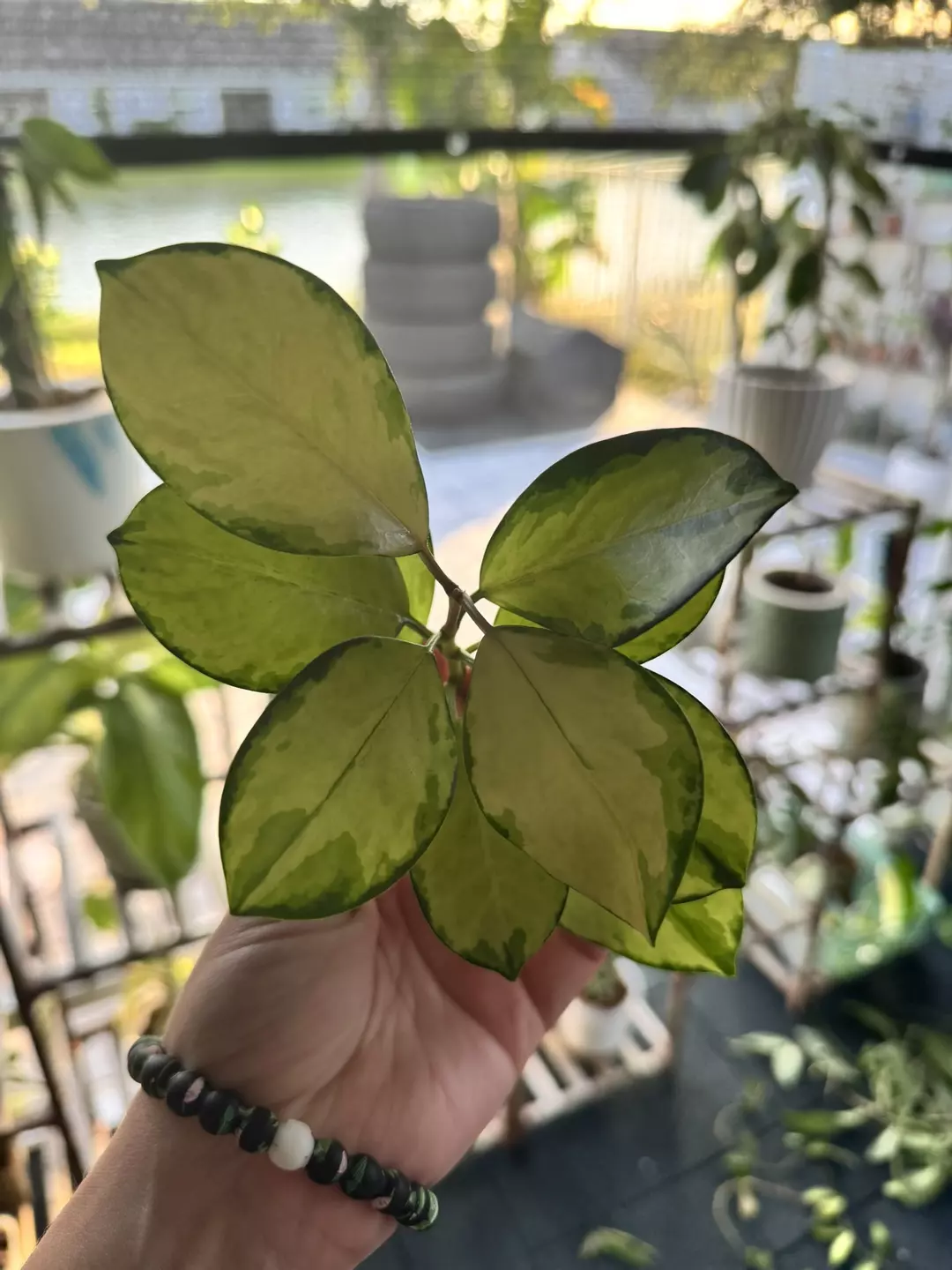 Hoya Australis Lisa (XL Fresh Cut) thumbnail