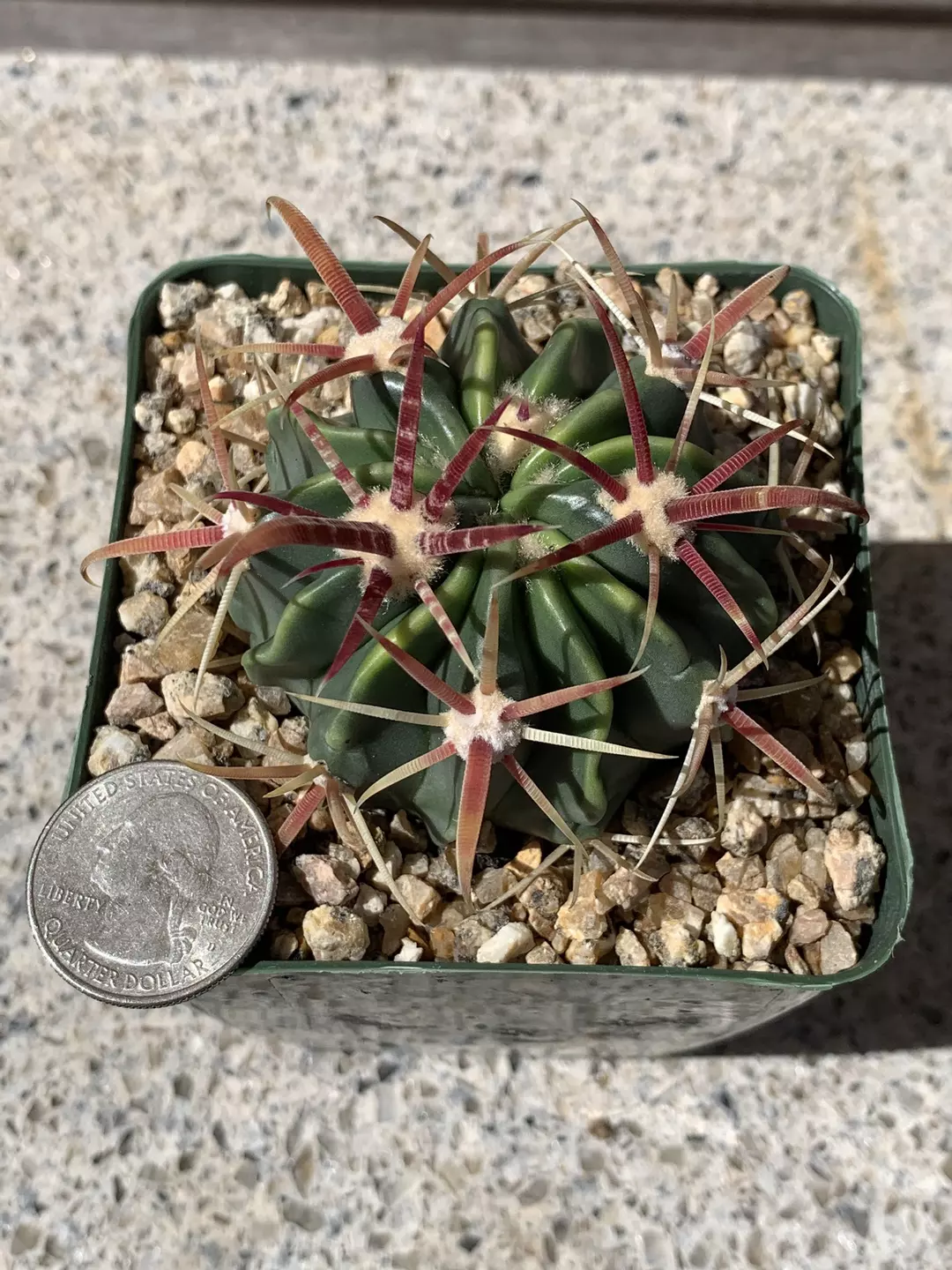 Ferocactus Latispinus “Devil’s Tongue Cactus” thumbnail