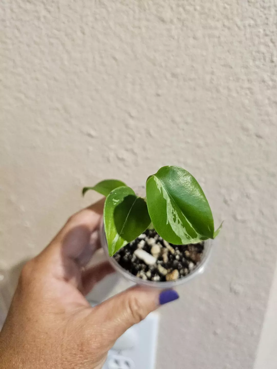 Monstera Bulbasaur #2 thumbnail