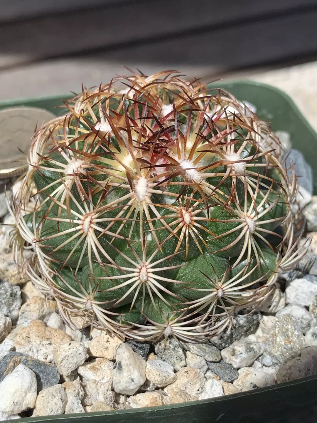 Coryphantha calipensis thumbnail