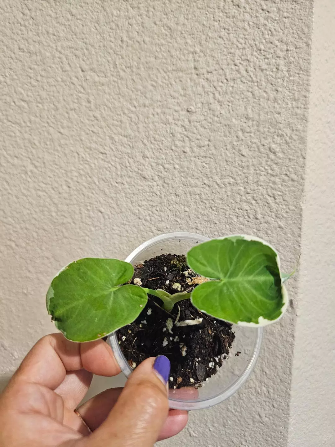 Milky mouse alocasia thumbnail