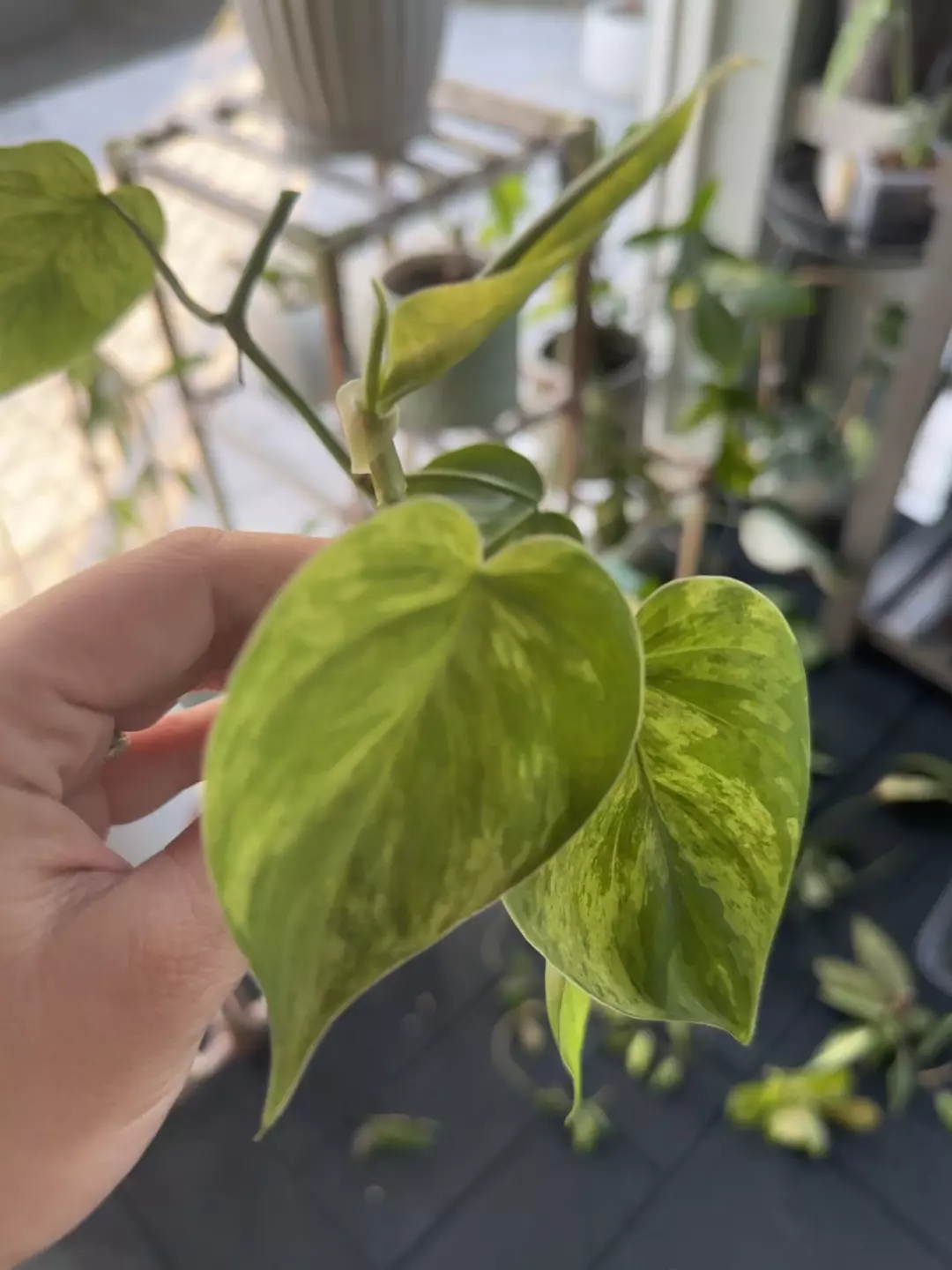 Philodendron Heartleaf Variegated (fresh cut) thumbnail