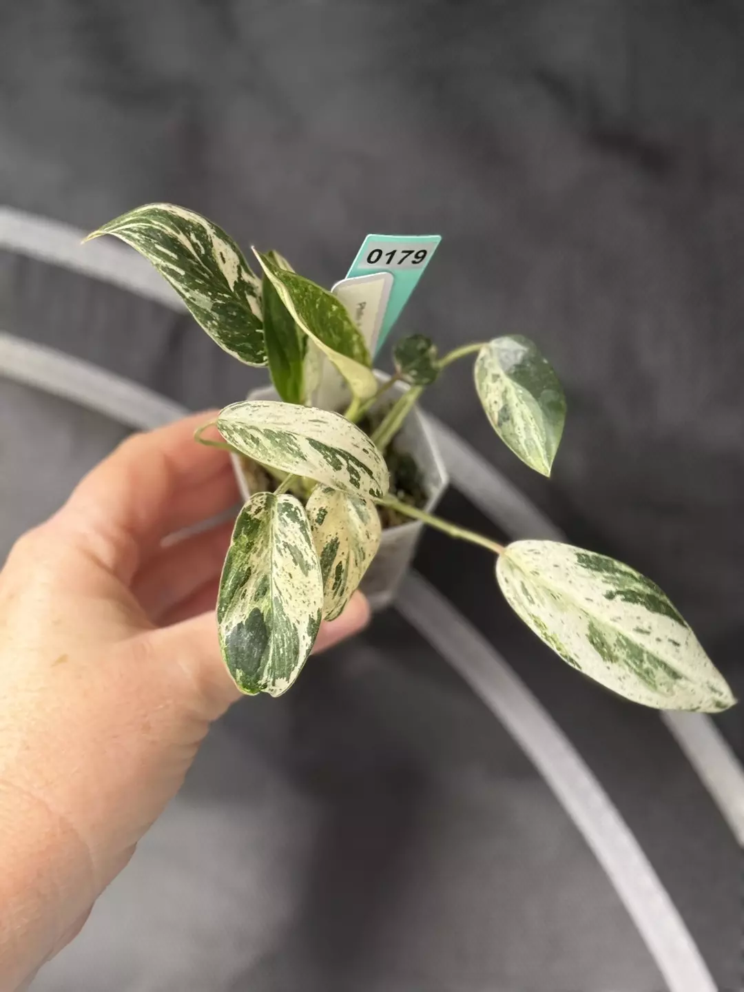 0179 Philodendron Emerald Ice or ilsemanii “Philippines” thumbnail