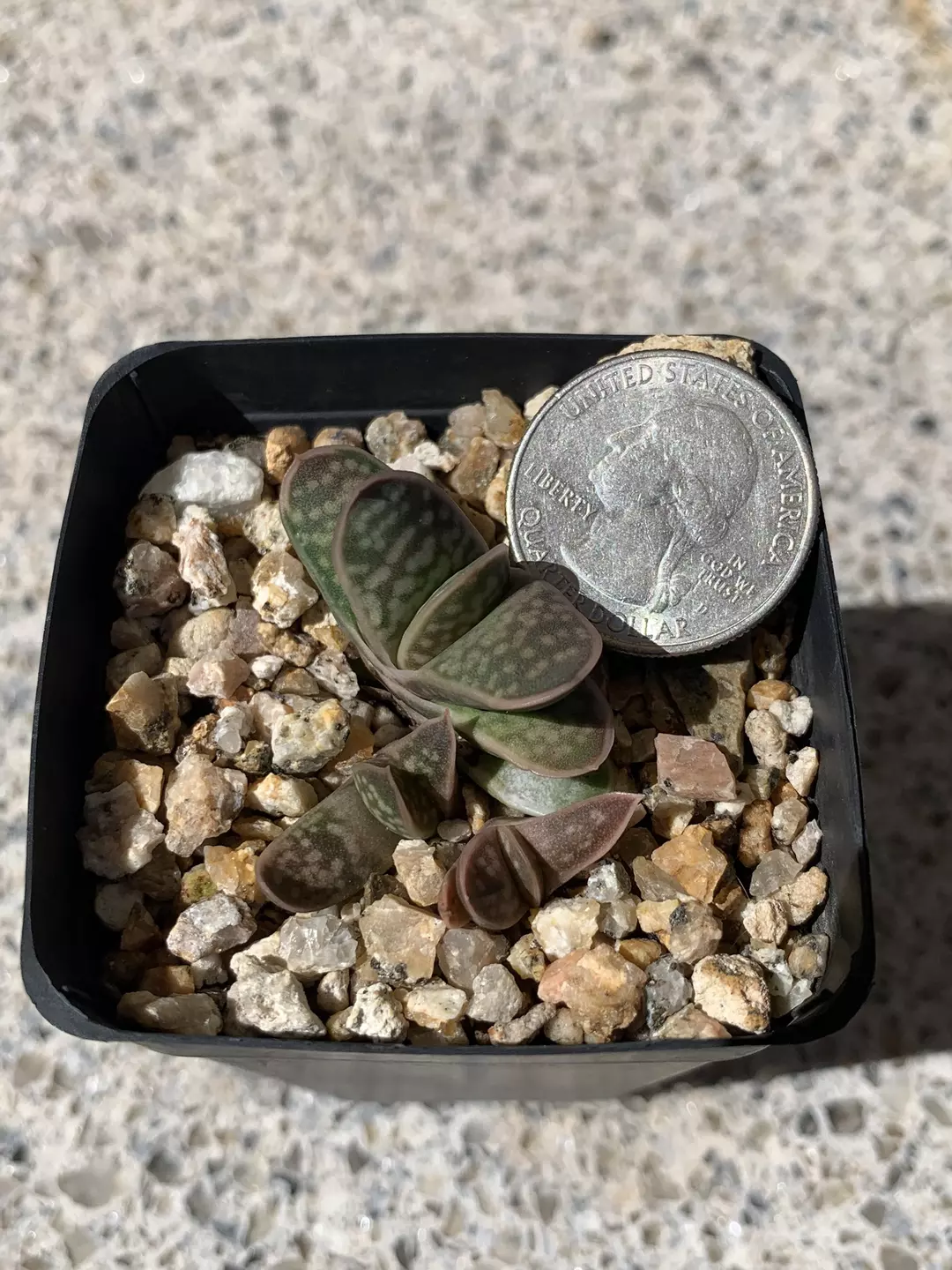 Gasteria gracilis var. minima thumbnail