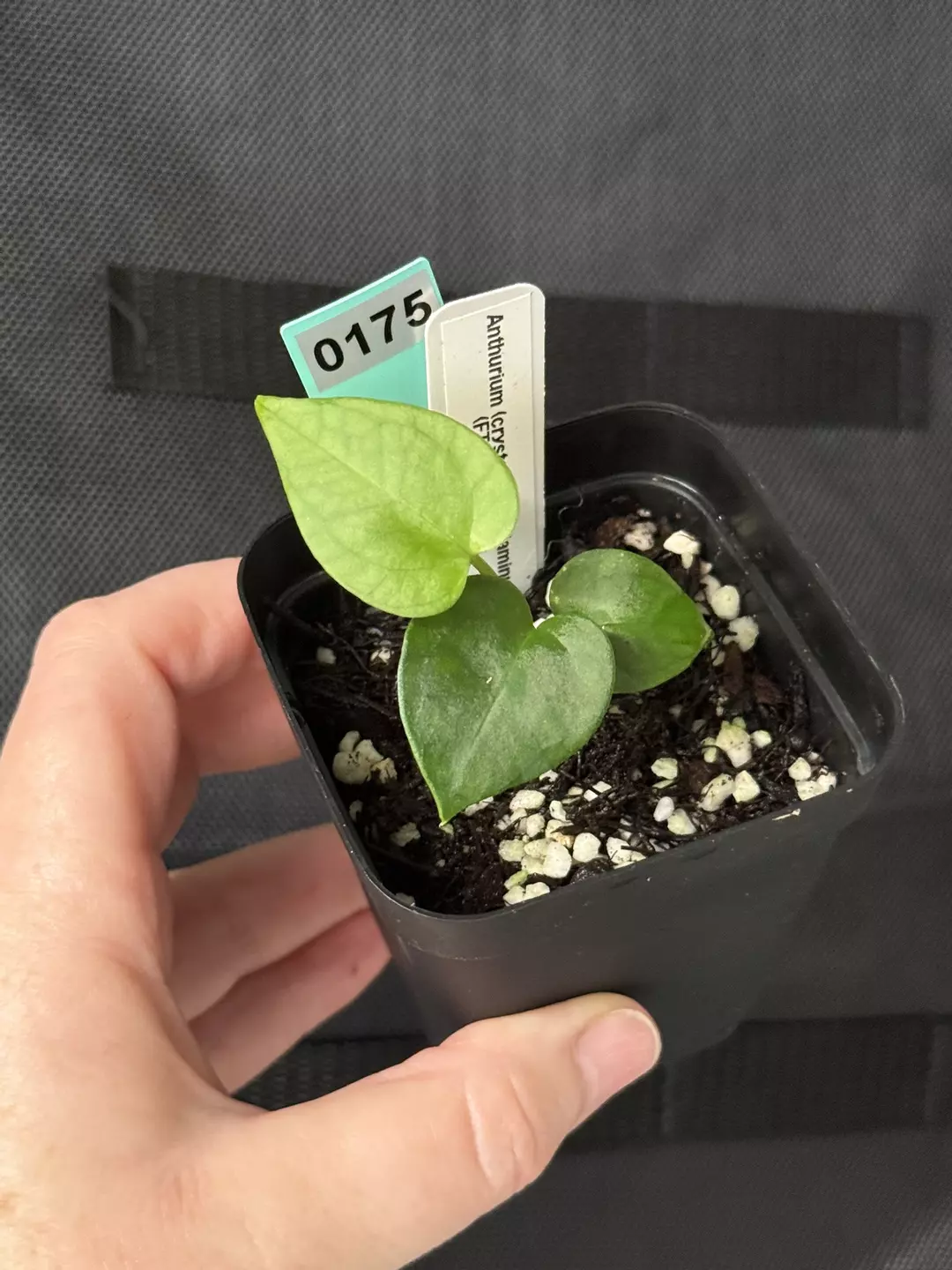 0175 Anthurium (crystal x nigrolaminum) x (FTG x RLFS) thumbnail