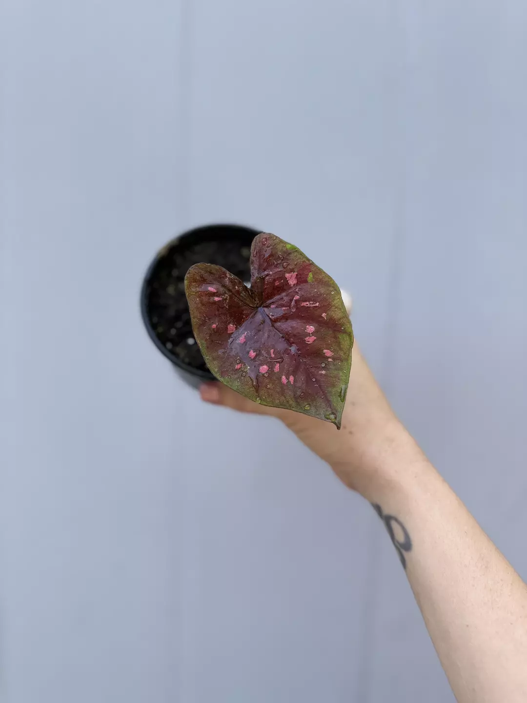 Thai caladium hybrid thumbnail