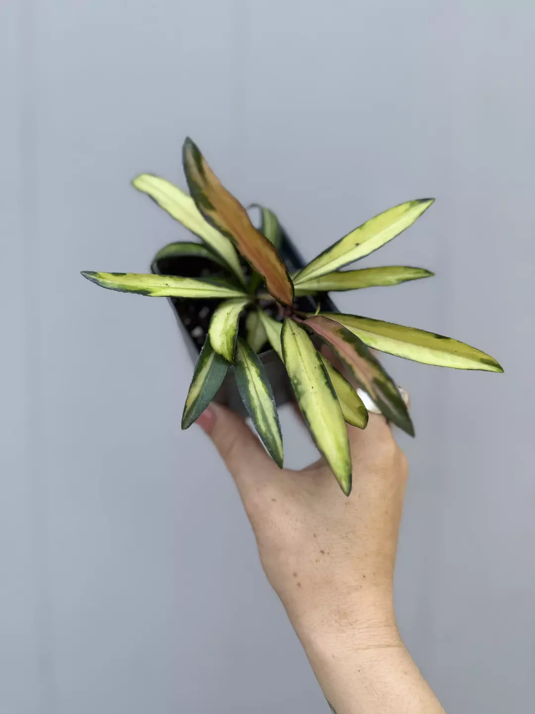 Hoya wayetti variegated  thumbnail