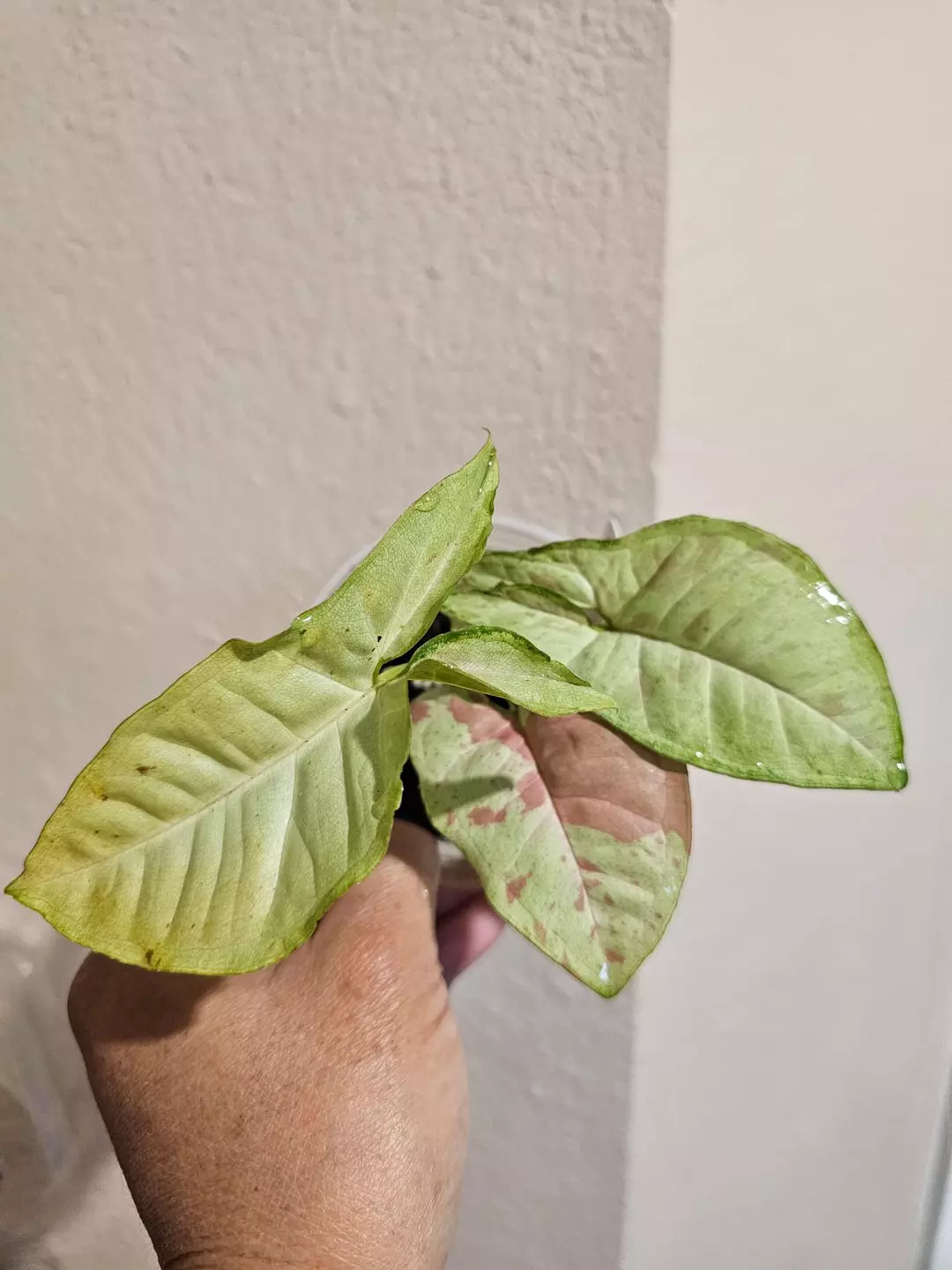 Milk confetti syngonium thumbnail