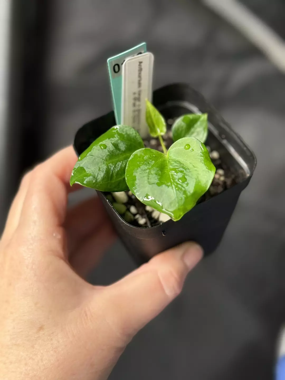 0158 Anthurium ((pap x dress) x metallicum (2)) x (Pap X-One x self) thumbnail