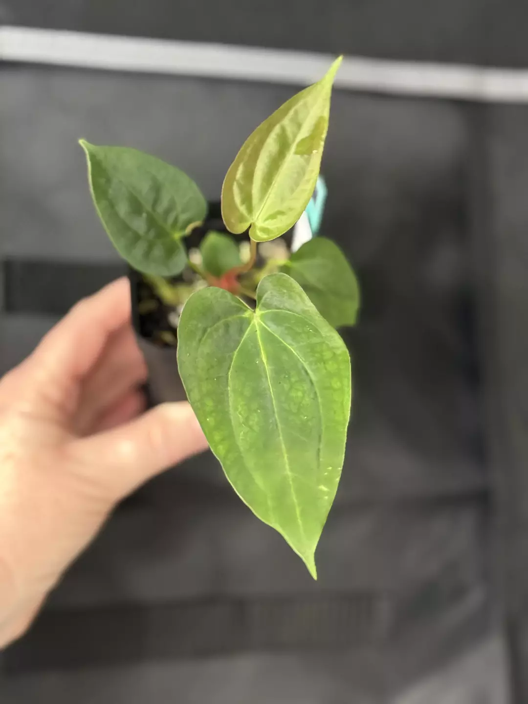 0188 Anthurium NoID thumbnail