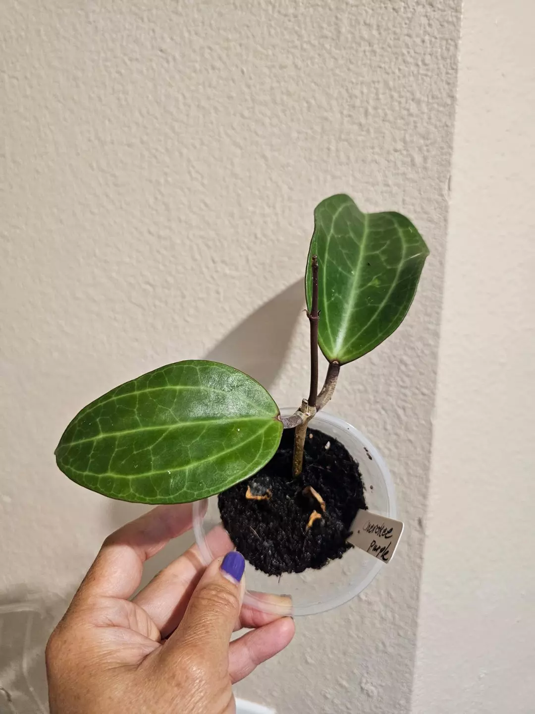 Latifolia hoya thumbnail