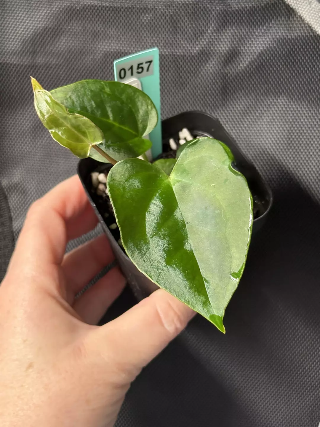 0157 Anthurium nigrolaminum x open thumbnail