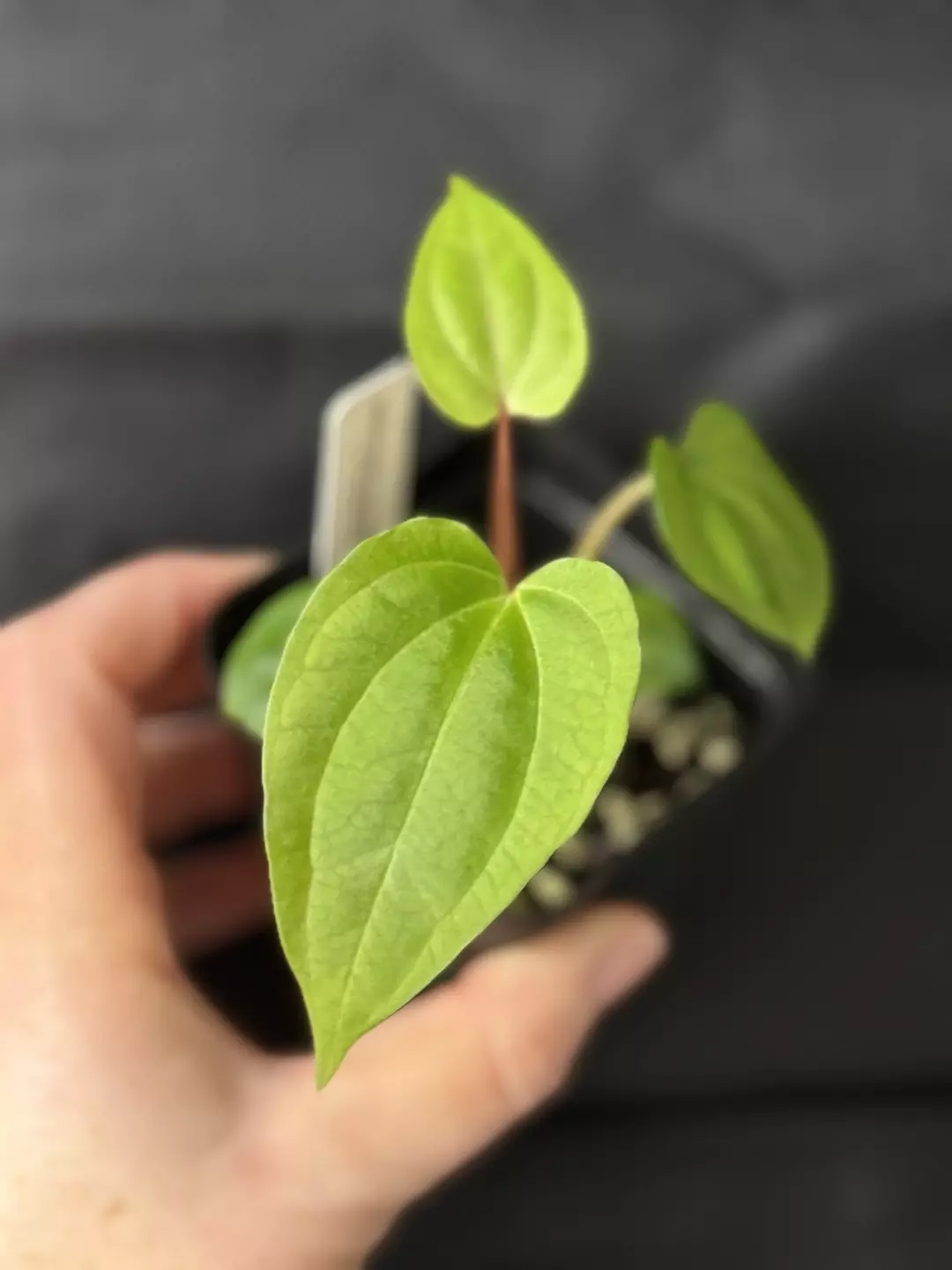0180 Anthurium ((regale x crystal) x ZM) x Tezula pandemonium thumbnail