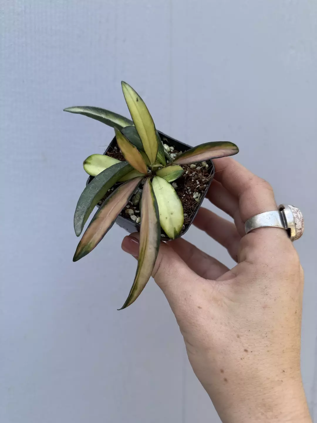 Hoya wayettii variegated  thumbnail