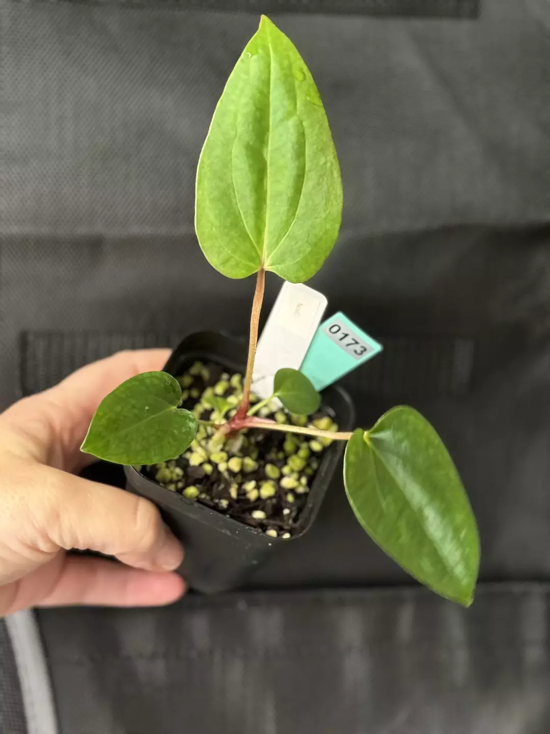 0173 Anthurium NoID thumbnail