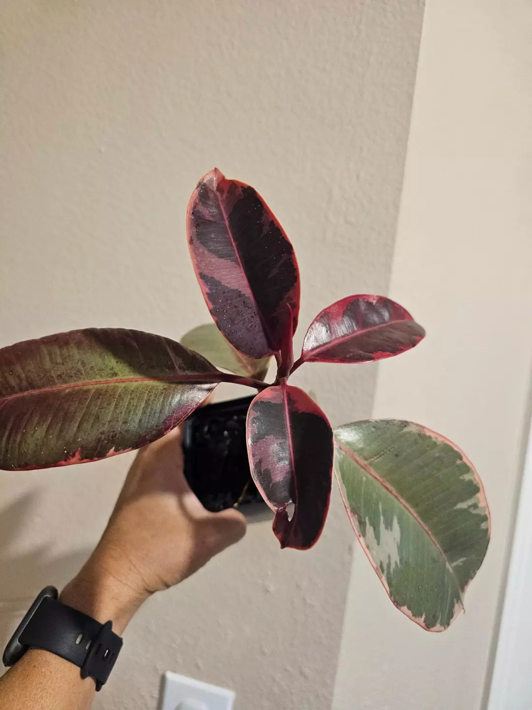 Ruby ficus thumbnail