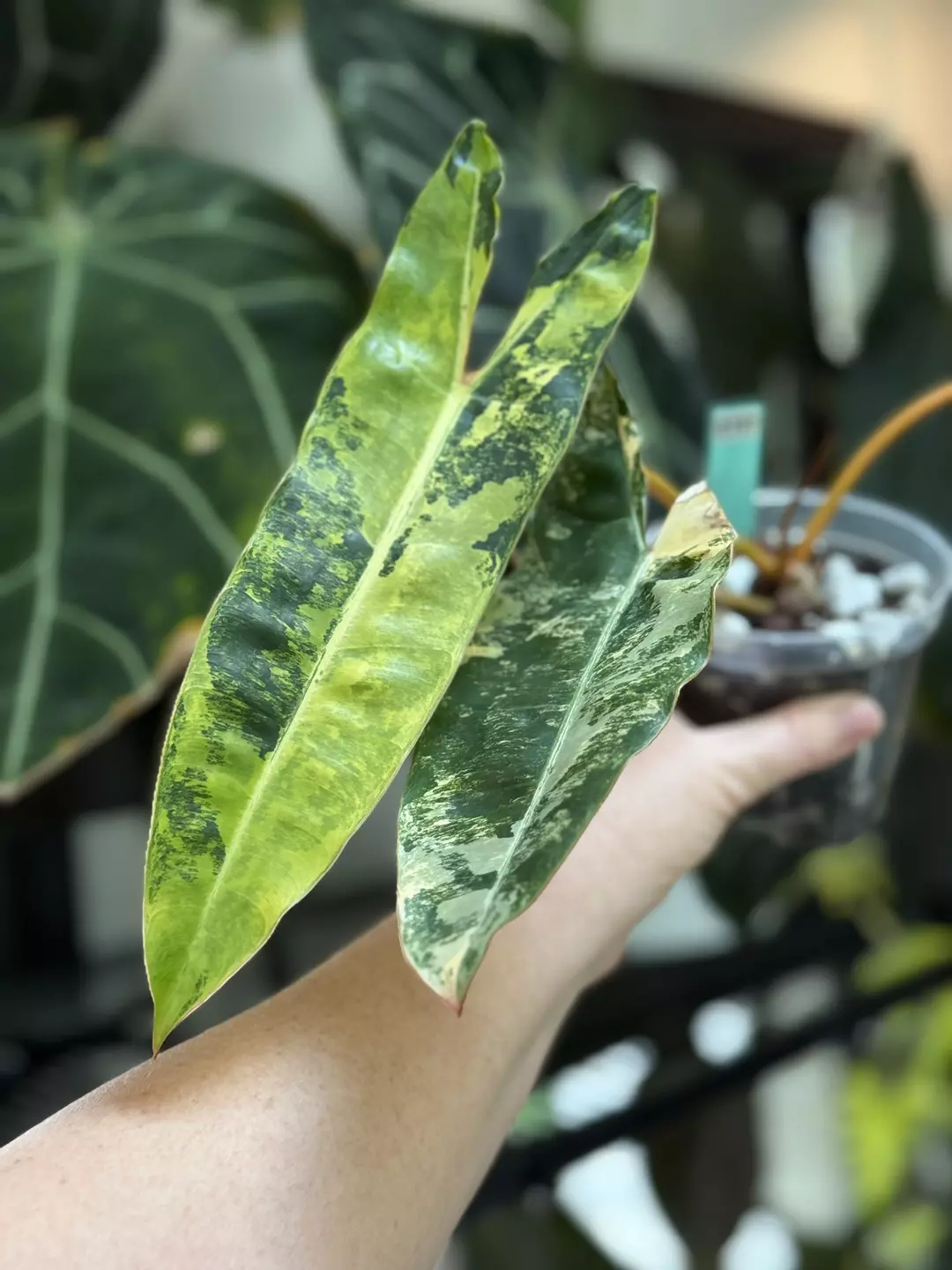 0181 Philodendron variegated billietiae thumbnail