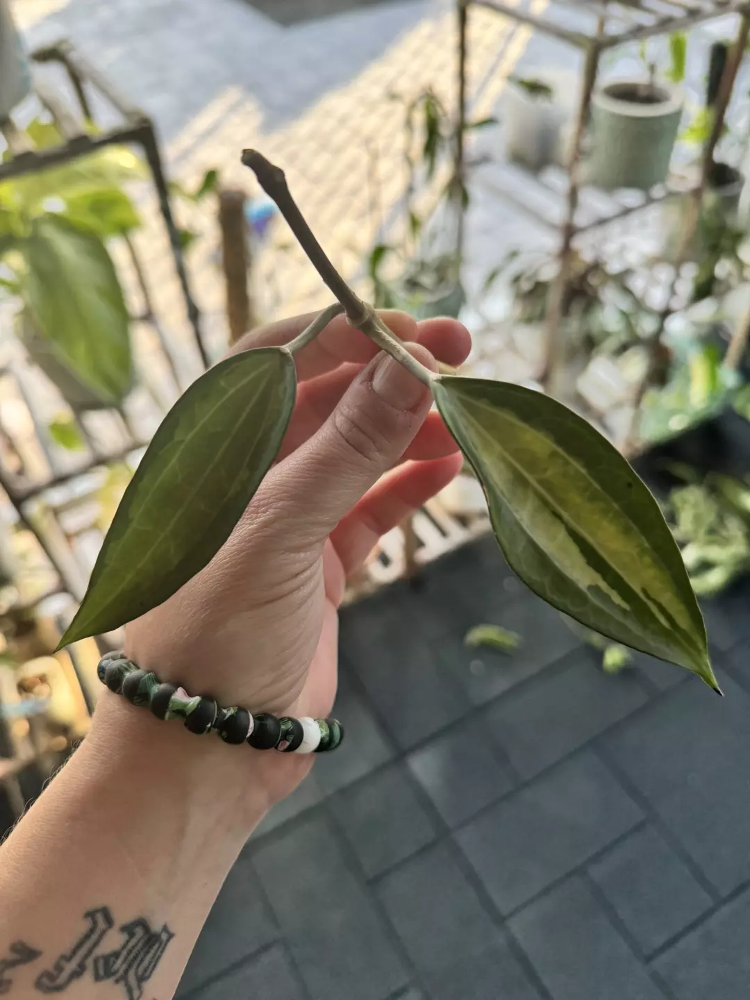 Hoya Latifolia Pot of Gold (Fresh Cut) thumbnail