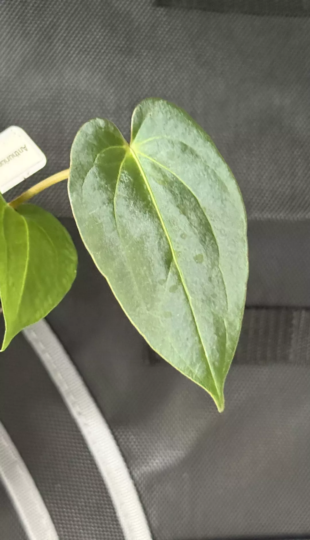 0151 Anthurium (Carla x BVEP) x open thumbnail