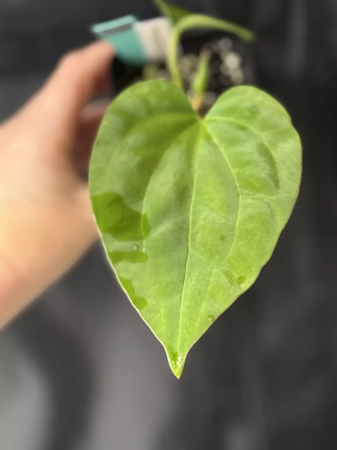 0190 Anthurium ((regale x crystal) x ZM) x Tezula pandemonium thumbnail