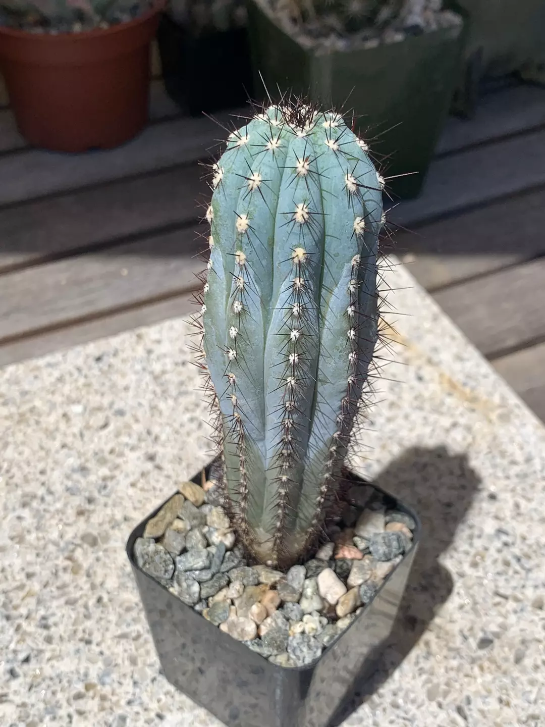 Cipocereus bradei thumbnail