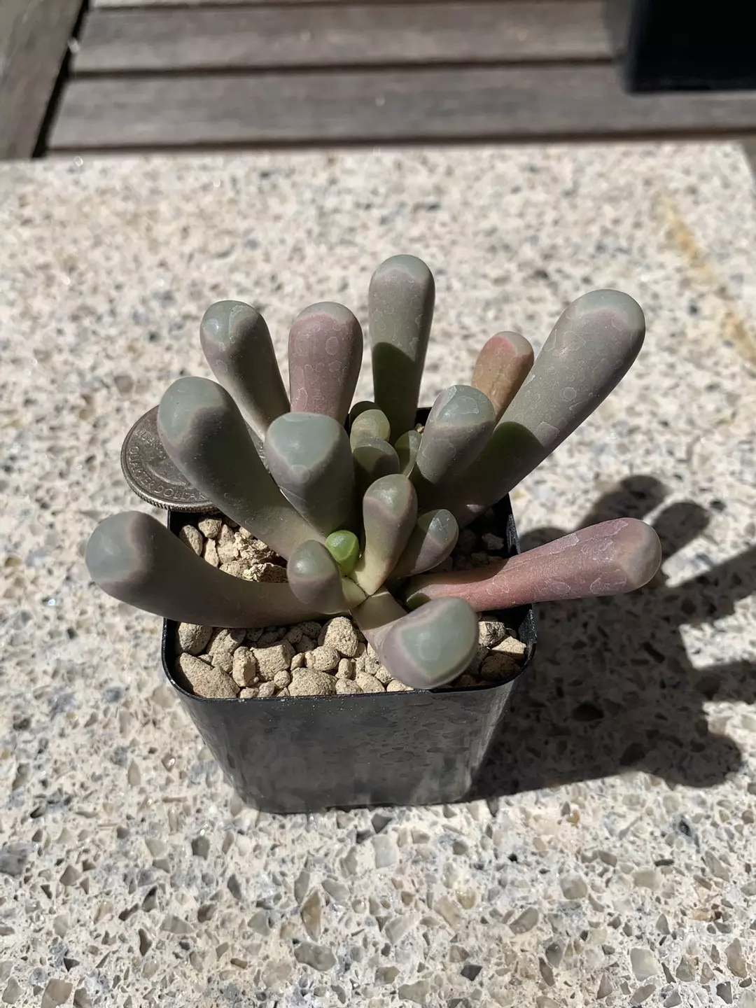Fenestraria aurantiaca “baby toes” thumbnail