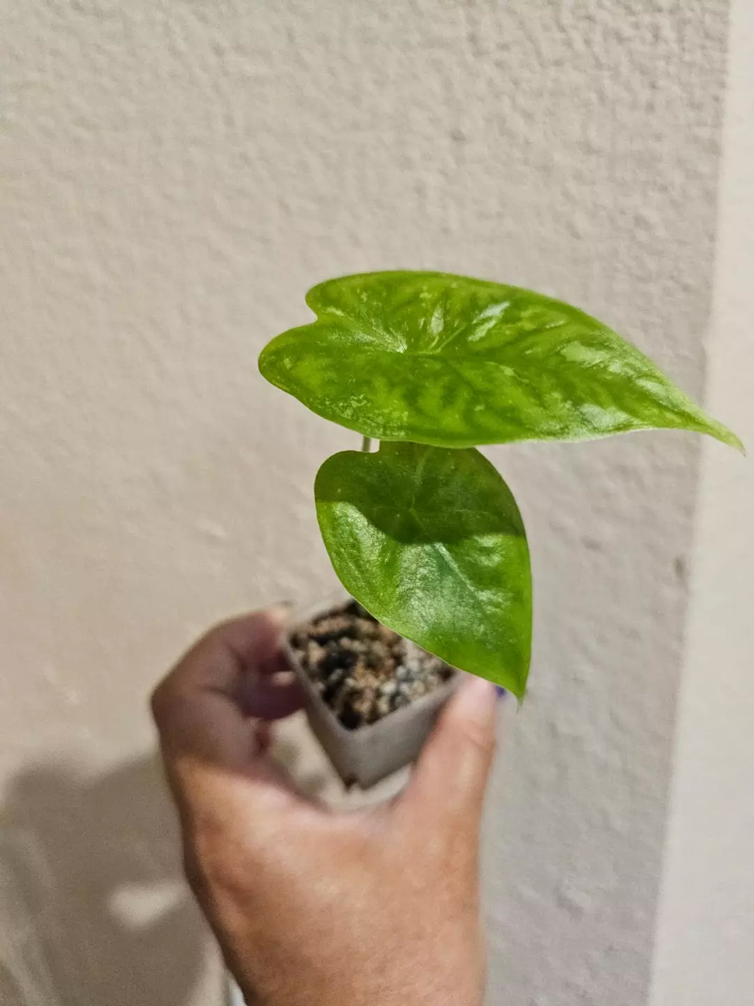 Longiloba albo Alocasia thumbnail