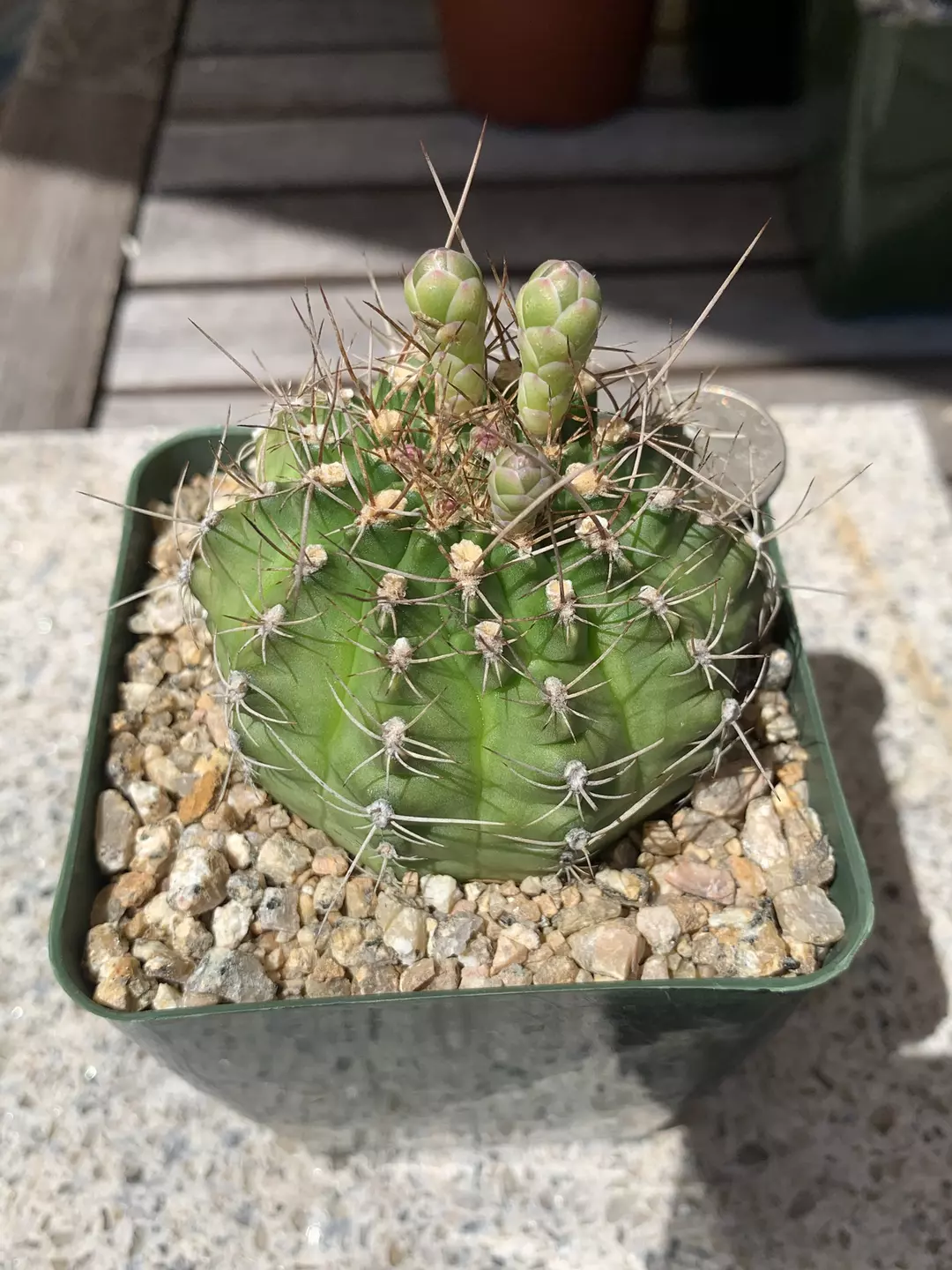 Gymnocalycium anisitsii thumbnail