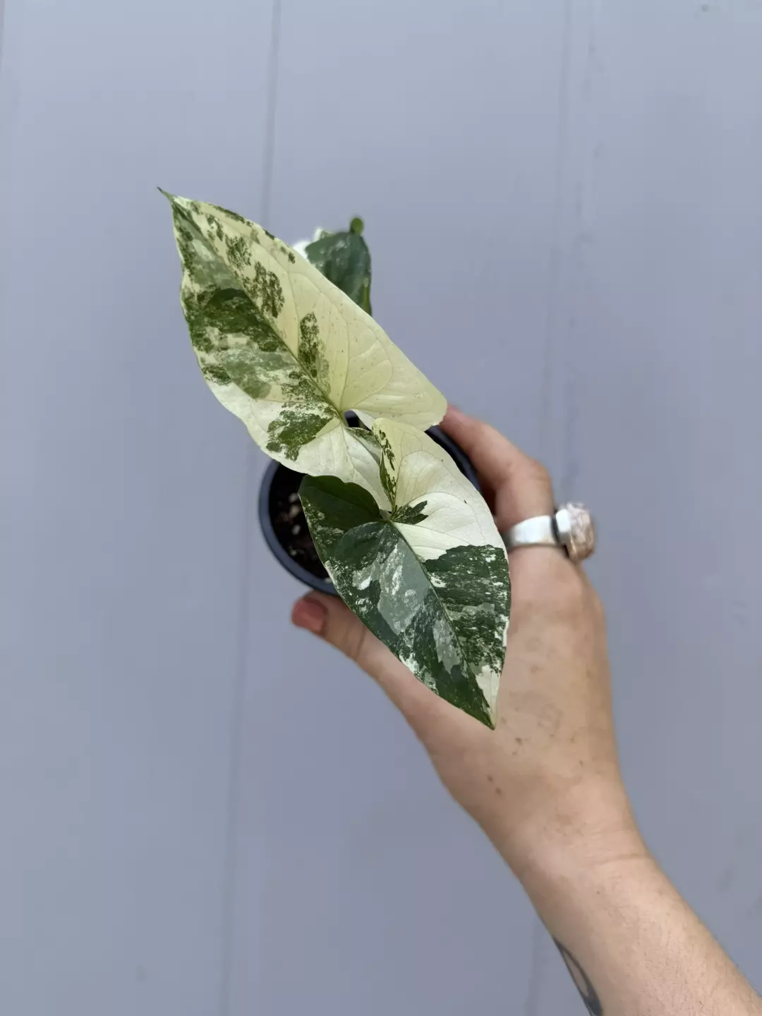 Syngonium Albo  thumbnail