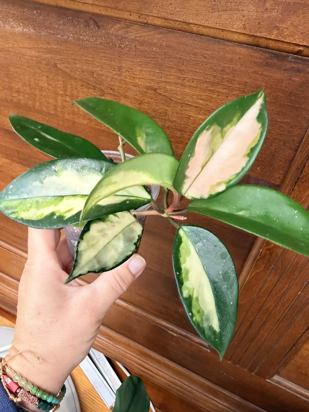Hoya Carnosa thumbnail