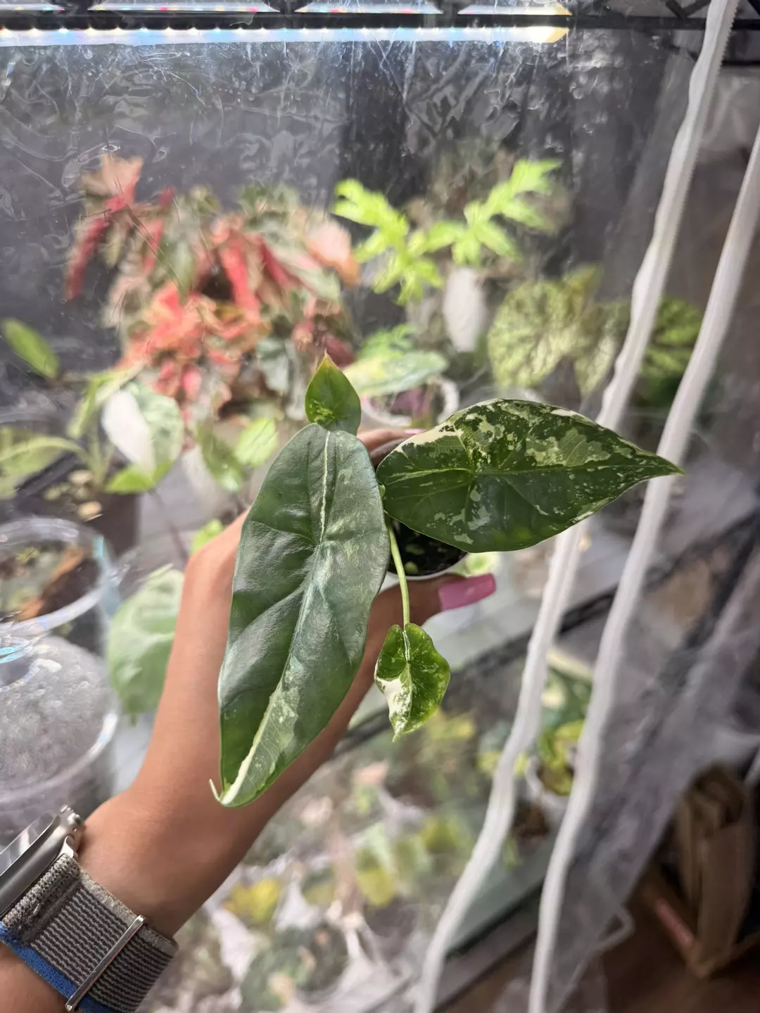 Alocasia Simpo Albo thumbnail