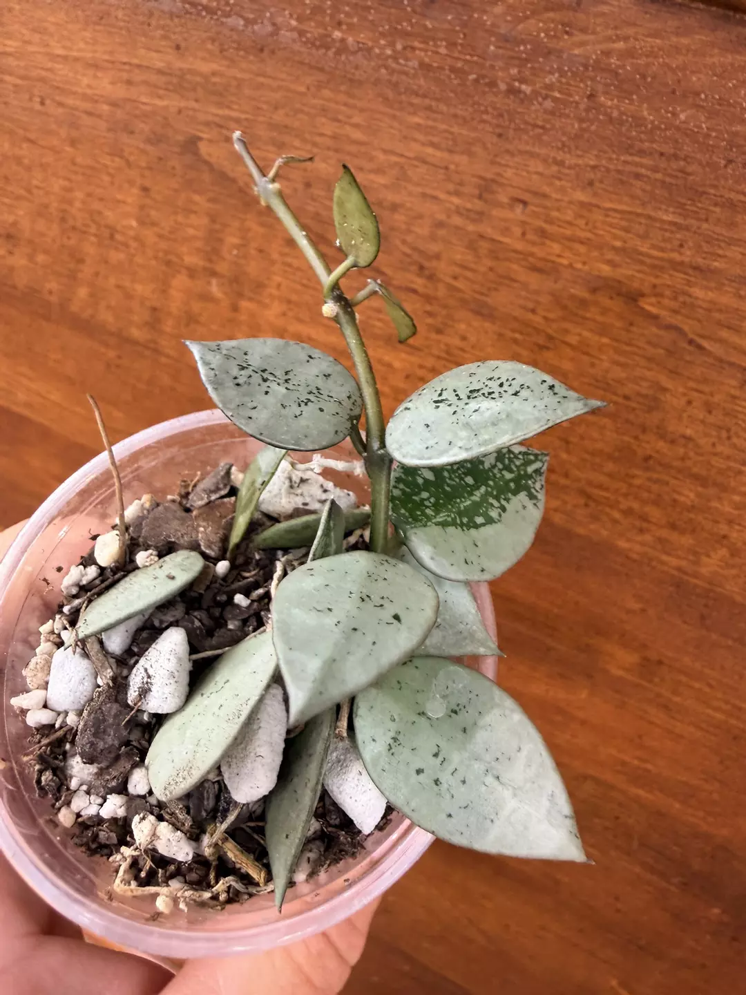 Hoya Krohniana ‘super silver’ thumbnail