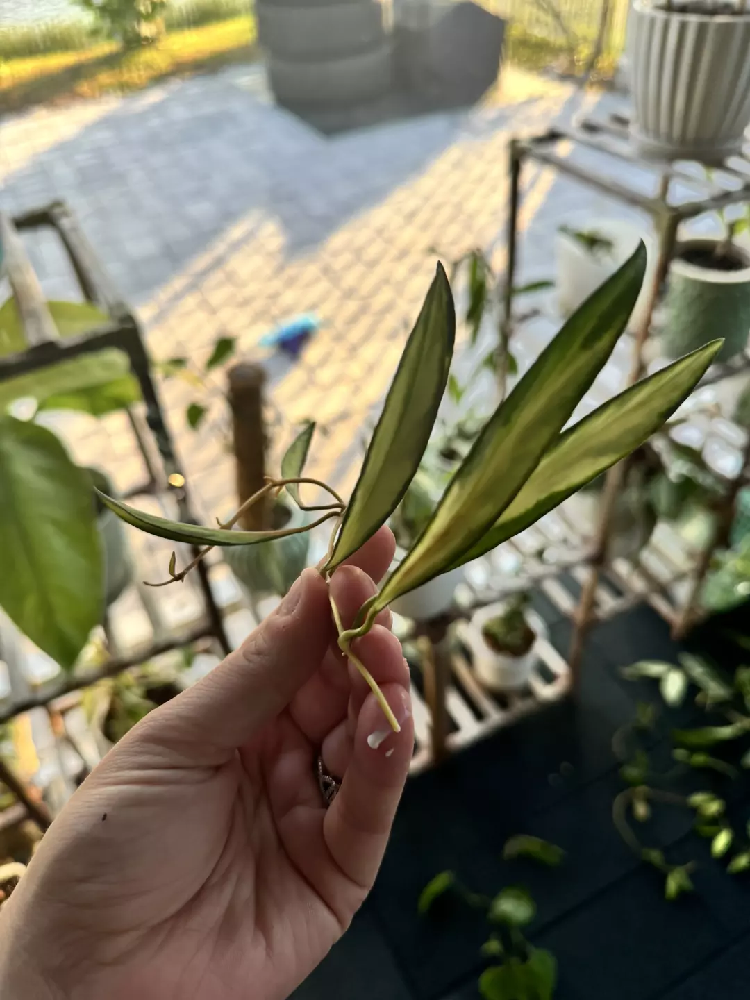 Hoya Wayettii Variegated (fresh cut) thumbnail