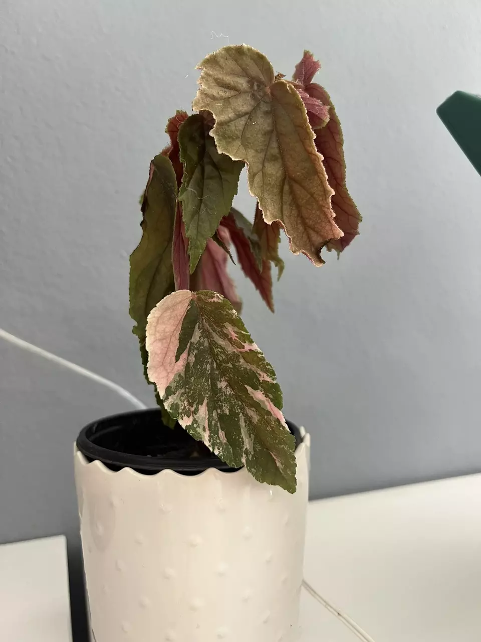 Begonia Marble Ginny Galaxy thumbnail