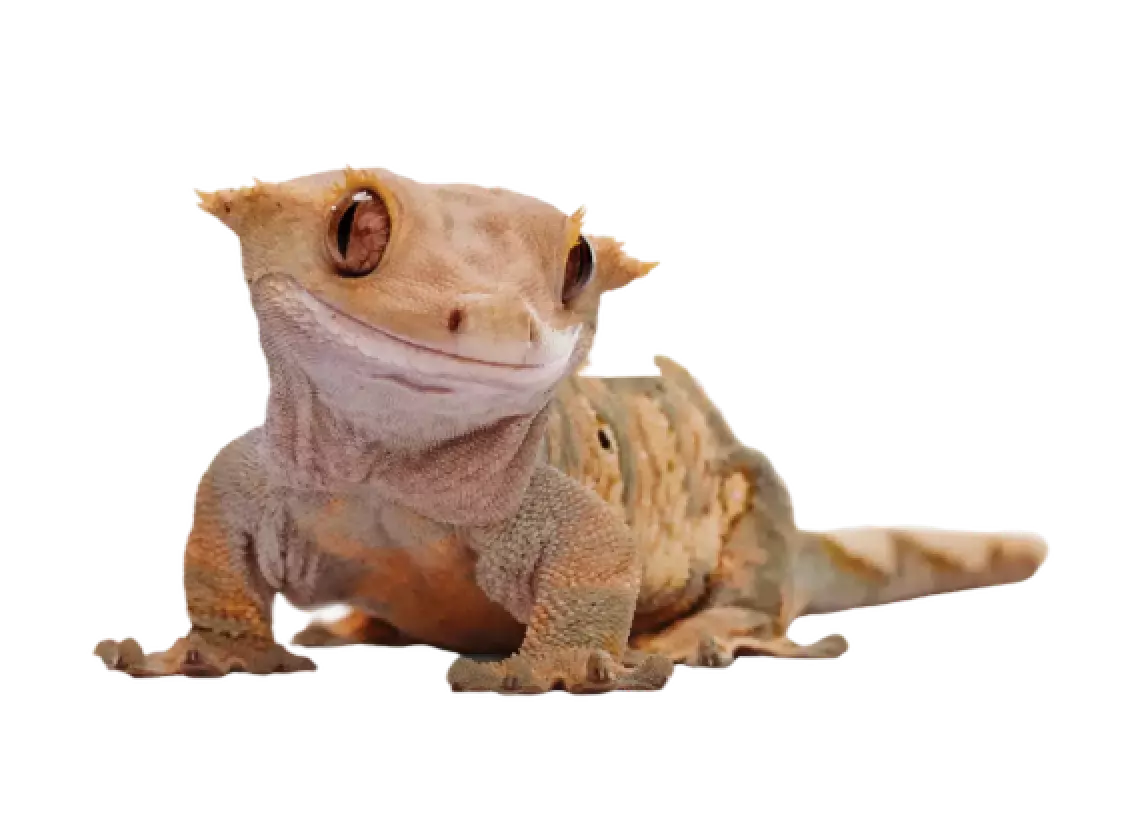 gecko_2