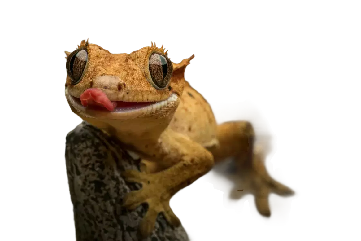 Geckos