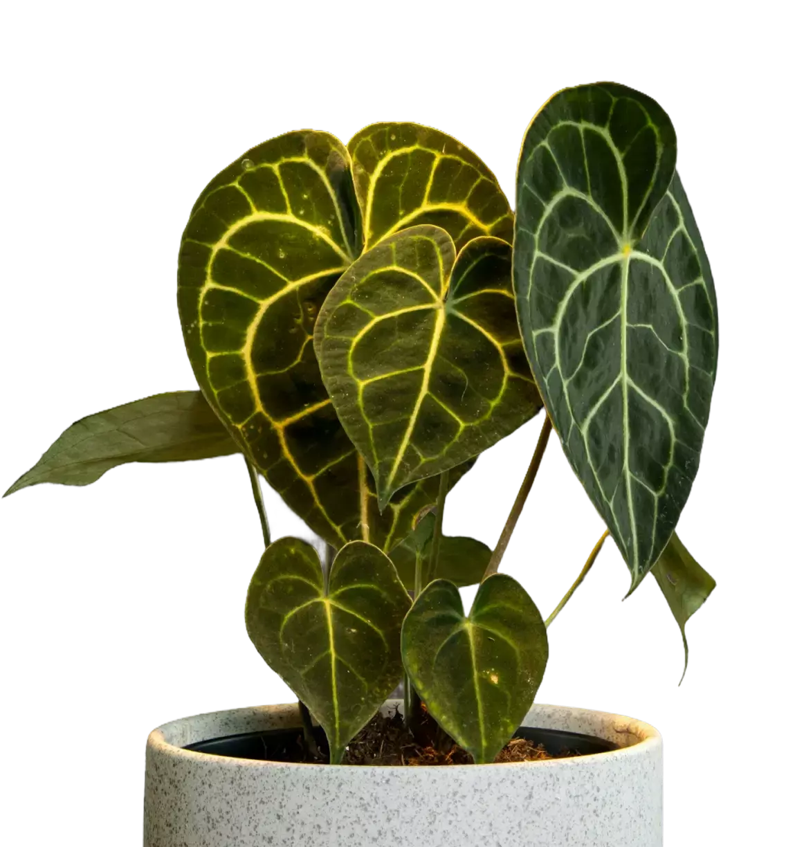 Rare plants