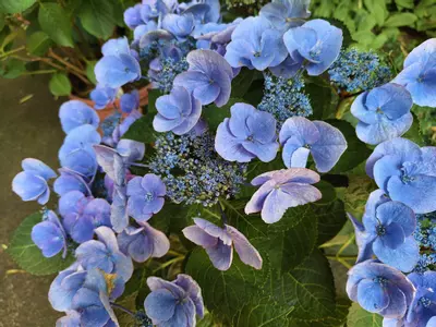 plant/uuuyuuuu-0-thumbnail