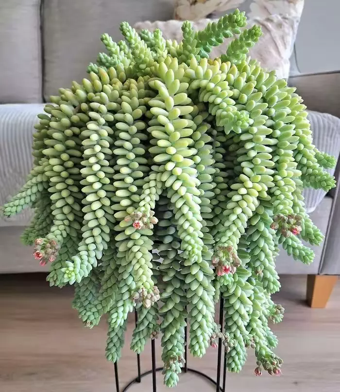 plant/Just got home and I’m just getting-0