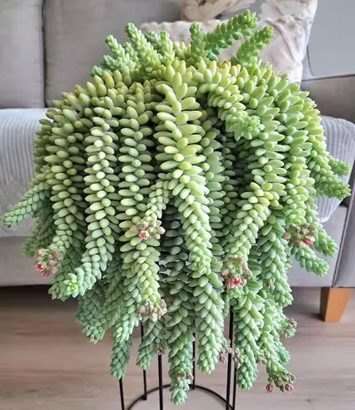 plant/Just got home and I’m just getting-0-thumbnail