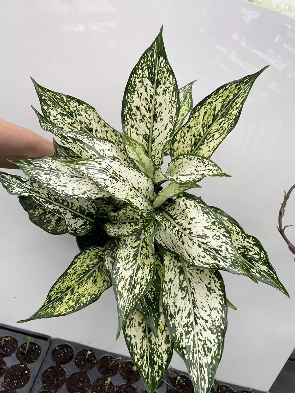 plant/Good luck with your-0