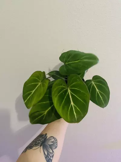 plant/5.1dollar-0-thumbnail