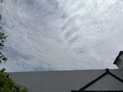 plant/City sky-0-thumbnail