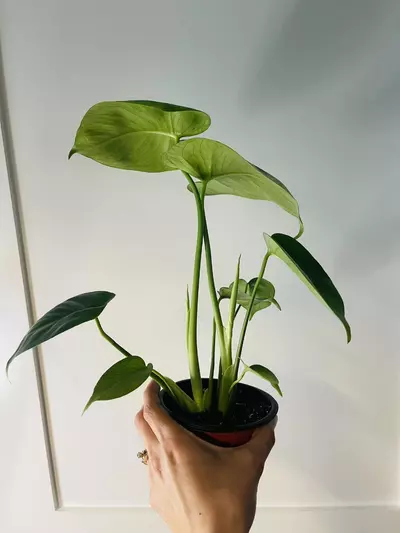 plant/Three pictures-2-thumbnail