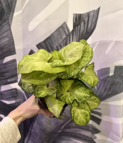 plant/Video games-0-thumbnail