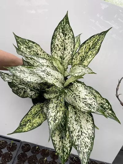 plant/Get some-0-thumbnail