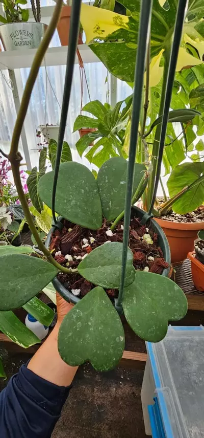 plant/Video game-0-thumbnail