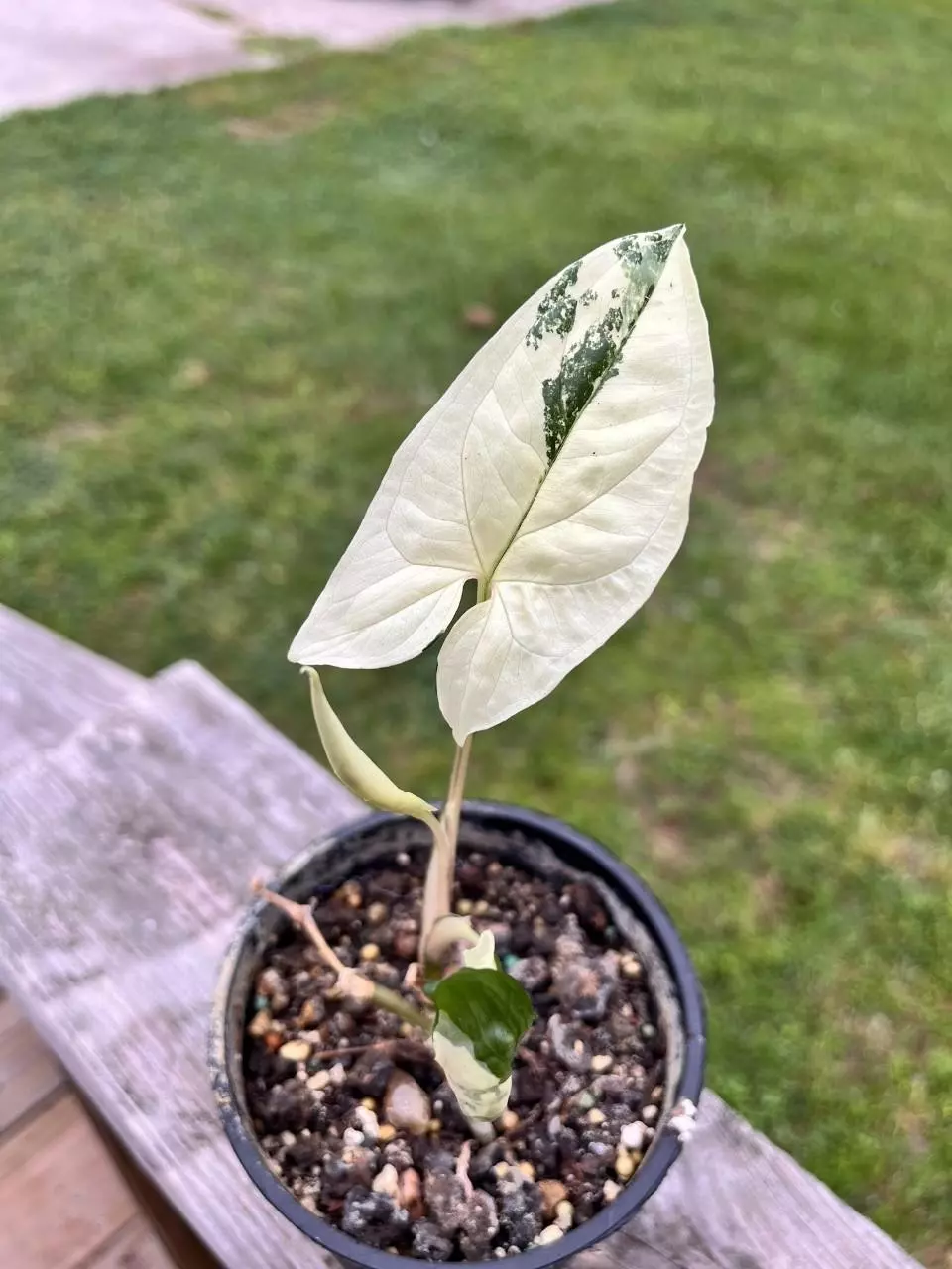 plant/Oh my goodness you are welcome-0