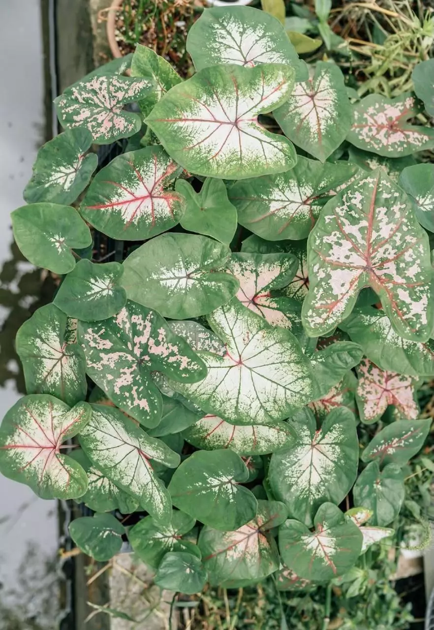 plant/Jdjdj jdjdj kdhsgdud jdjdhjdjjdjdidiidgdgd7dixidbjdjd idiots-0