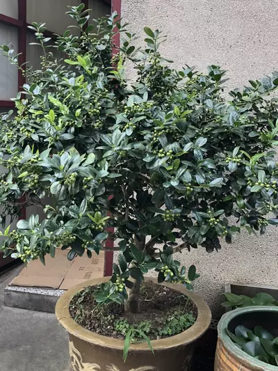 plant/Listing1 created in MKT-0-thumbnail